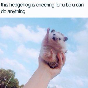 Meet your Posher, Sam